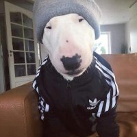 Perry (@perry5_0) 's Twitter Profile