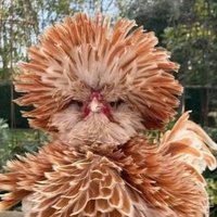 Jesse Richardson (@juditspy) 's Twitter Profile