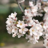 sakura🌸 (@mao_tigar) 's Twitter Profile Photo sakura🌸 (@mao_tigar) 's Twitter Profile Photo