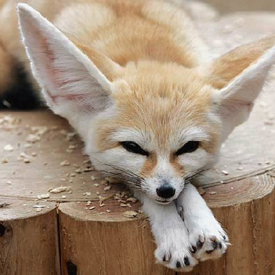 xxcfg21c's profile picture. @xiaowangzi64@mastodon.world
🇪🇺🇵🇸🇺🇦🇹🇼
无需礼节性回fo