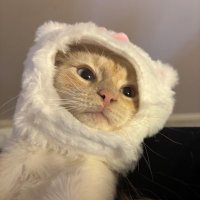 Duffy (@dufffyy_) 's Twitter Profile Photo Duffy (@dufffyy_) 's Twitter Profile Photo