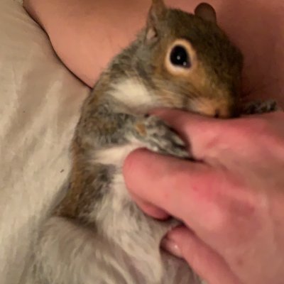 The nut we hide