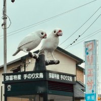 sakura bun cho🌸 (@__bun_cho) 's Twitter Profile