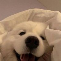 got (@gotfnn) 's Twitter Profile