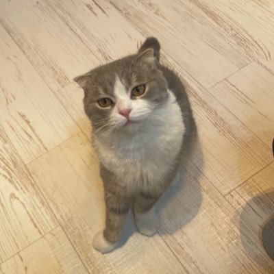 ramu__design's profile picture. デザイン勉強 / 美容 / 情報リツイート用