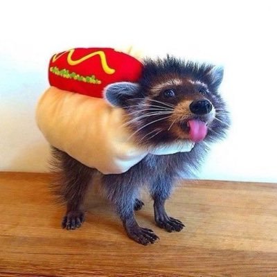 QDCelestial's profile picture. 👉If you say fuck while having sex, it's the same as saying parkour while jumping, just saying👈 I'm a big destiny nerd, super kind ❤️ autistic