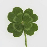 π¦ β Leaf βπ (@leafoffuntwt) 's Twitter Profile