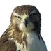 PolyMarketHawk (@polymarkethawk) Twitter profile photo PolyMarketHawk (@polymarkethawk) Twitter profile photo