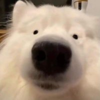 阿东 (@thomasd32340300) 's Twitter Profile