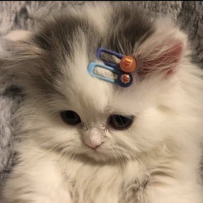 tuh_x001's profile picture. 成人済