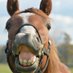 コアレススタッド (@corelexstud2) Twitter profile photo コアレススタッド (@corelexstud2) Twitter profile photo