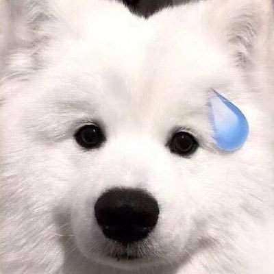 insXiaoGou's profile picture. 