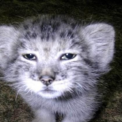 @hachihuncat