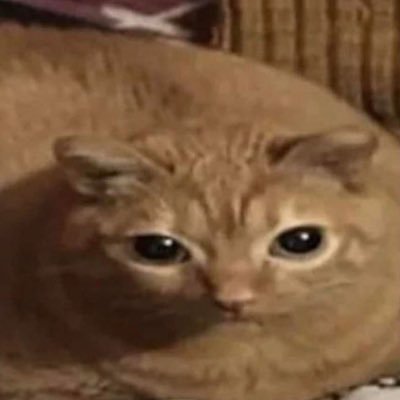 Sadcat42069's profile picture. A retarded cat.