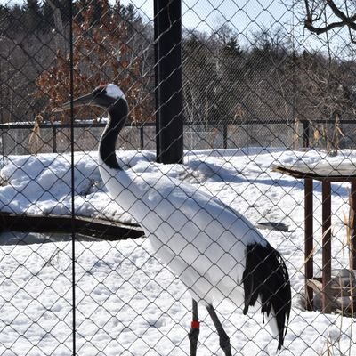 uXxRuqEU3LaJz54's profile picture. 成人／鶴見中尉に叱られチャレンジ🍡💛
⚠️無料公開からのド新規にわか夢豚ゾンビ肉