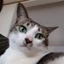 kuku🐱🐾 (@kukupupu4) Twitter profile photo kuku🐱🐾 (@kukupupu4) Twitter profile photo