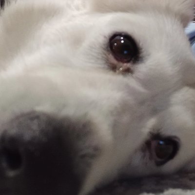 Pizza_Time23's profile picture. 