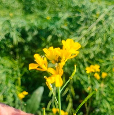 Dattatray3D's profile picture. Agritech Boy..☘️🍀🎍🪴🌼🌸🌻