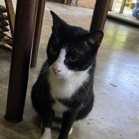 typical_catus (@taugehman) 's Twitter Profile