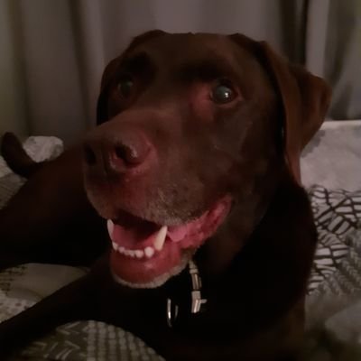 I'm a very young at heart 8 year old chocolate lab, full of fun and mischief, keeping my brand new Mum and Dad on their toes! Little brother to Skye 🌈 🐾🐾