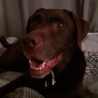 Baxter (@skyeveldon) 's Twitter Profile