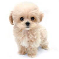 スワップ童貞 (@swap_smap) 's Twitter Profile