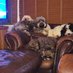 Ollie, Dudley, Bailey and Mylo, The Doodledogs (@superdoodledogs) Twitter profile photo Ollie, Dudley, Bailey and Mylo, The Doodledogs (@superdoodledogs) Twitter profile photo