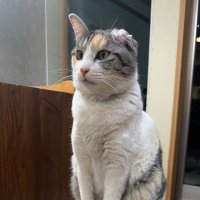 とーま (@tum0921_z34) Twitter profile photo