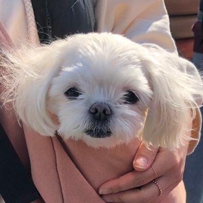 cake_DB's profile picture. 주식 일상 동물 여성 강아지와 앵무새와 함께 살고 있어요