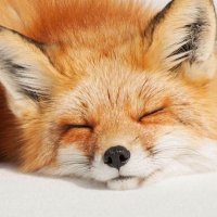 キツネ◂Ⓘ▸ (@yokitsune_yoru) 's Twitter Profile
