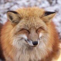 右向きのだーうぃん (@daf_291) 's Twitter Profile