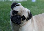 RescuedMNPugs's profile picture. Midwest Pug Rescue ~ MN Division rescues and provides a safe and loving sanctuary for abandoned, surrendered, stray and neglected pugs.