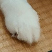 ぱんだ (@panda_baw) Twitter profile photo
