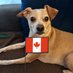 Finnegan 🇨🇦Angel Cooper🌈 and Andria 🇨🇦🐶😇 (@andie_paws) Twitter profile photo