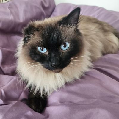 どうも、シモベです🙇25'2.23に保護猫(MIX・♂・3歳位)を迎えました。
さくら耳にした後に右耳が縮まってしまったけれど、そんなの関係なく可愛いです😗🩷
見た目たぬきᐢ⓿ᴥ⓿ᐢ
これからどんな生活になることやら...!!
#保護猫と暮らす #猫好きさんと繋がりたい
#たぬき猫 #severide