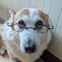 マヌル犬🏴☠️⚓🐑 (@7654_dog) 's Twitter Profile Photo マヌル犬🏴☠️⚓🐑 (@7654_dog) 's Twitter Profile Photo