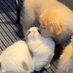 พุเพวสแตนเด้อออออ🐶💖😺 (@imppvstangurl) Twitter profile photo พุเพวสแตนเด้อออออ🐶💖😺 (@imppvstangurl) Twitter profile photo