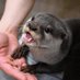 カワウソの民S (@otterloveozi) Twitter profile photo カワウソの民S (@otterloveozi) Twitter profile photo