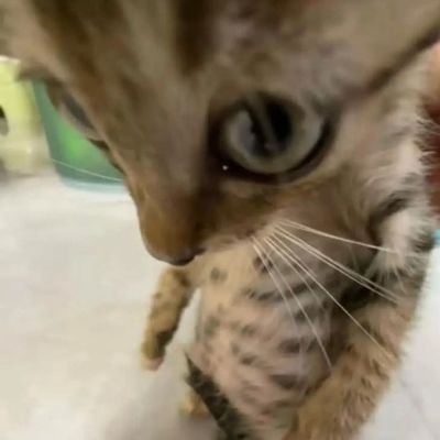 blablatott Profile Picture