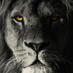 HUSSEIN VAE (@vaehussein77908) Twitter profile photo