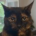 Little cat (@fhardcat) Twitter profile photo Little cat (@fhardcat) Twitter profile photo