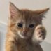 Dinky (@dinkycat2) Twitter profile photo Dinky (@dinkycat2) Twitter profile photo