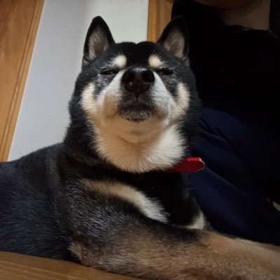 kuroshibaneko's profile picture. テェラズマン