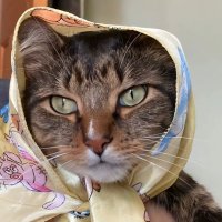 أم هريرة (@n0hera) Twitter profile photo