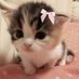 bliss ♡ and 69 others (@khushimeows) Twitter profile photo bliss ♡ and 69 others (@khushimeows) Twitter profile photo