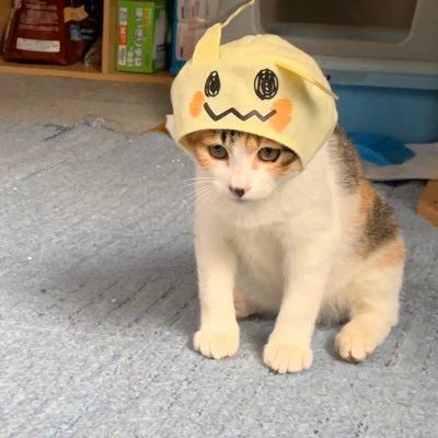 北海道の奥地で暮らしてます。ゲーム、漫画大好きです( ◜௰◝و(و