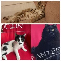 İnci 💖panter&dolin&lina (@incikasalkayan) 's Twitter Profile Photo İnci 💖panter&dolin&lina (@incikasalkayan) 's Twitter Profile Photo