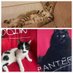 İnci 💖panter&dolin&lina (@incikasalkayan) Twitter profile photo İnci 💖panter&dolin&lina (@incikasalkayan) Twitter profile photo