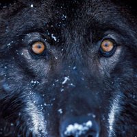 Likos (@likos93681168) 's Twitter Profile Photo Likos (@likos93681168) 's Twitter Profile Photo