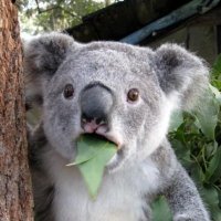 Nick (@zeversoft) 's Twitter Profile